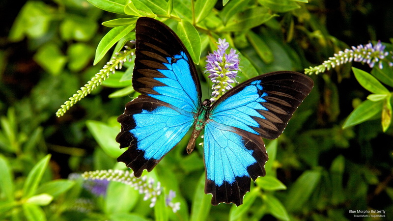 blue, 2K, Animals, butterfly, morpho