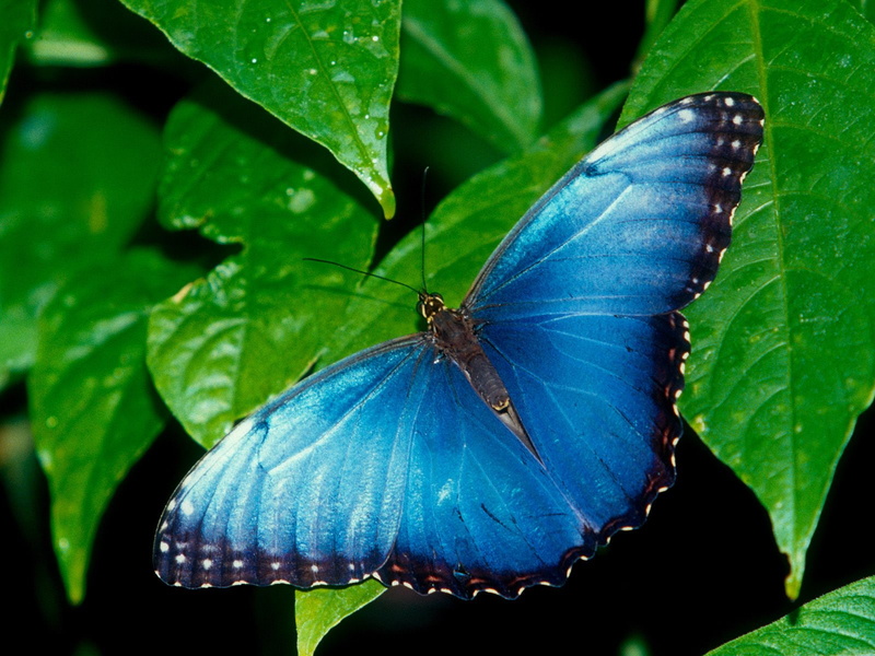morpho, 720P, blue