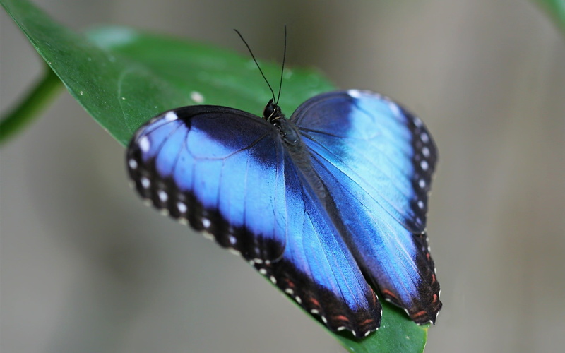 animal Wing, morpho, wildlife, animals in the wild, animal Antenna, black, backgrounds, yellow, beauty In Nature, grass, leaves, colors, close-up, strips
