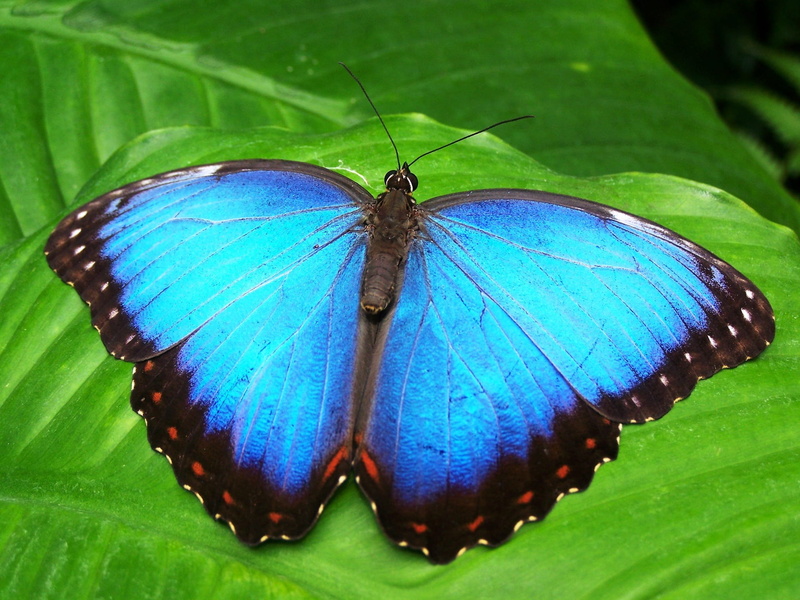 closeup, invertebrate, blue, nymphalidae, 1080P, animal body part, perched, animals in the wild, animal, morpho peleides, animal wing, plant, insect, nature