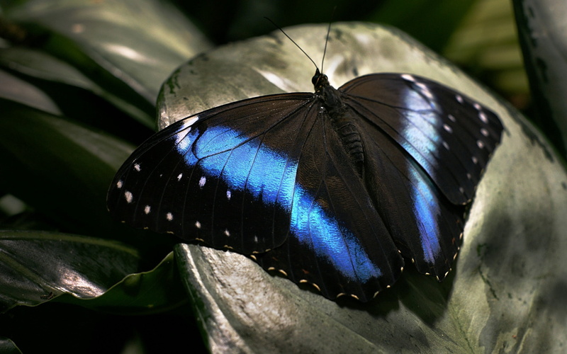 animal, wildlife, butterfly, blue, animal Wing, no people, focus on foreground, outdoors, beautiful, animal wildlife, macro, lepidoptera, wings, butterfly - Insect