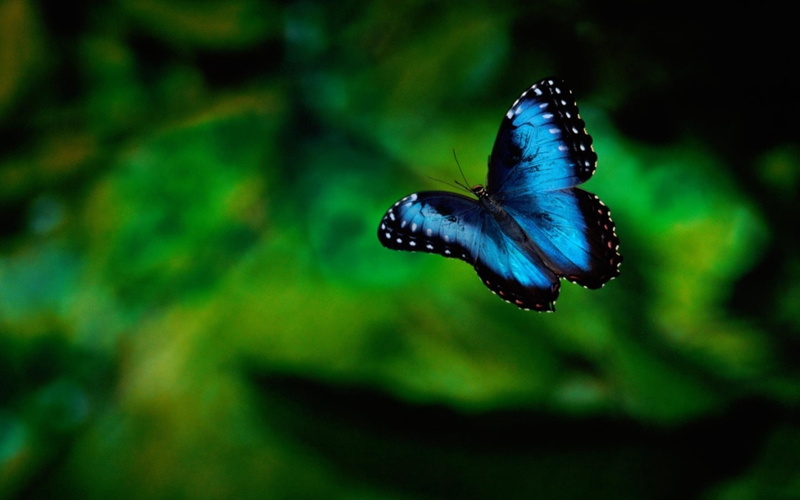 color Image, summer, leaf, lepidoptera, leaves, black Color, day, butterfly, rainforest, animal Wing, nature, animals in the wild, wildlife, flower, colors