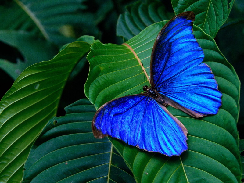 butterfly, 720P, animal themes, animal wildlife, plant, Insects, one animal, morpho, flowering plant, green, freshness, no people, close-up, nature, animal