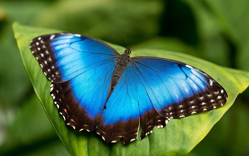 animal wing, butterfly, plant part, animal themes, close-up, insect, invertebrate, beauty in nature, animal, mrpho, leaf, purple, blue, butterfly - insect