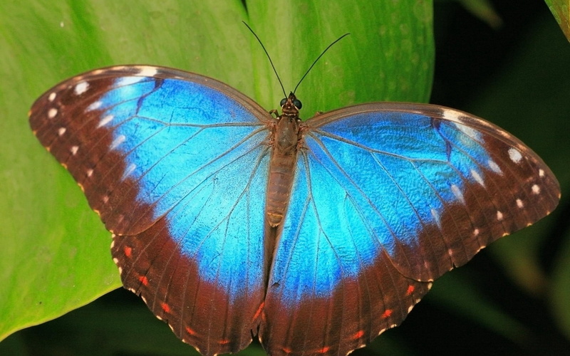 no people, biology, morpho, animal themes, blue, macro, wildlife, pattern, fragility, lepidoptera, animal wildlife, close-up, focus on foreground, vibrant Color