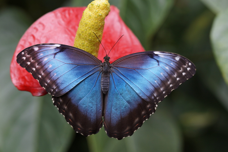 animal themes, no people, closeup, animal wildlife, blue morpho, close-up, insect, blue, zoo, butterfly house, wing, purple, invertebrate, photography