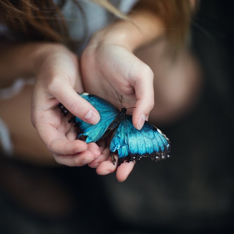butterfly, Jesse Duke, Blue Morpho, 5K, palm