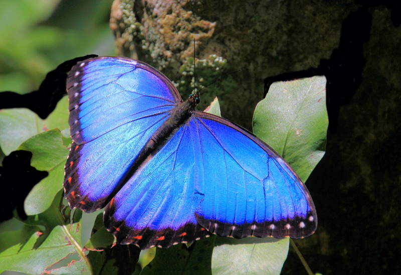 focus on foreground, beauty in nature, animal, plant part, plant, no people, butterfly - insect, nature, close-up, 4K, blue, butterflies, invertebrate