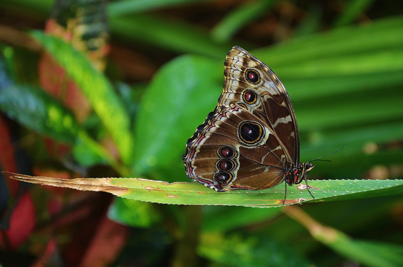 nature, animal themes, 4K, animal body part, invertebrate, perched, one animal, butterfly - Insect, outdoors, close-up, insect, morpho, plant, no people