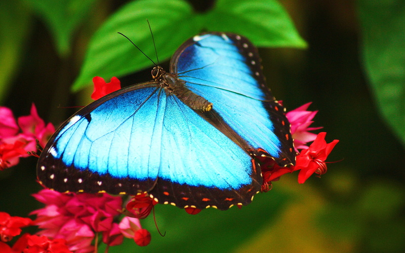morpho, sitting on a flower, blue butterfly, 2K