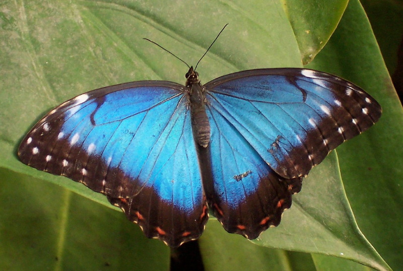 colorful, Plant, insect, green color, one animal, day, animal wildlife, Blue Morpho Butterfly, plant part, animals in the wild, beauty in nature, Leaf