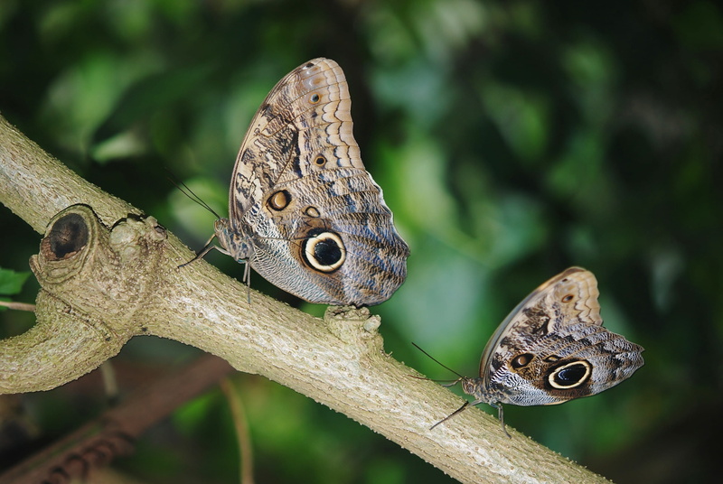 rainforest, focus on foreground, one animal, calipo eruriloctuin, animal scale, morpho, day, limb, poisonous, animal wildlife, animal head, tree, butterfly - insect
