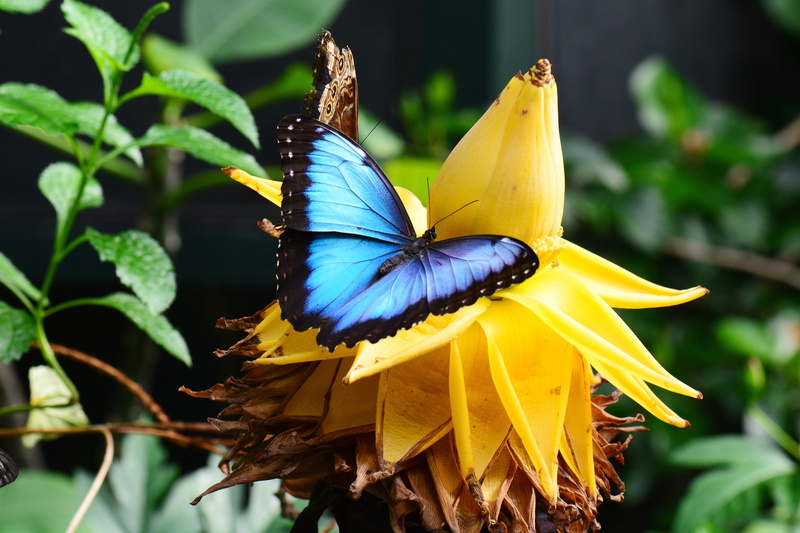 butterfly, nature, animal wildlife, plant, pollination, fauna, entomology, one animal, animal Wing, beauty In Nature, irridescent, lepidoptera, blue morpho