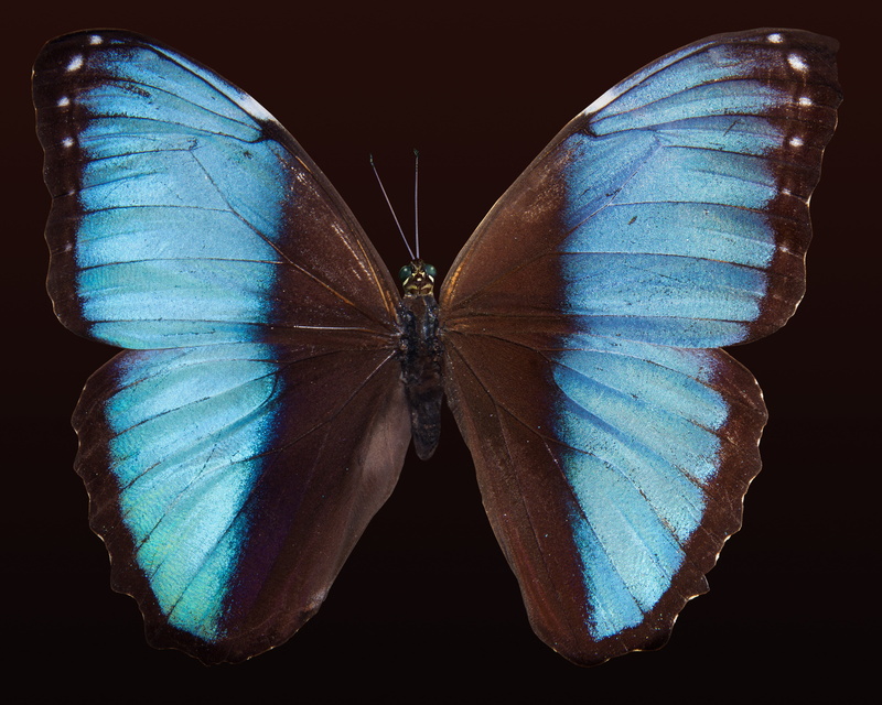 invertebrate, 4K, south america, no people, morpho, black background, close-up, insect, blue, scale, butterfly, studio shot, colored background, animals in the wild