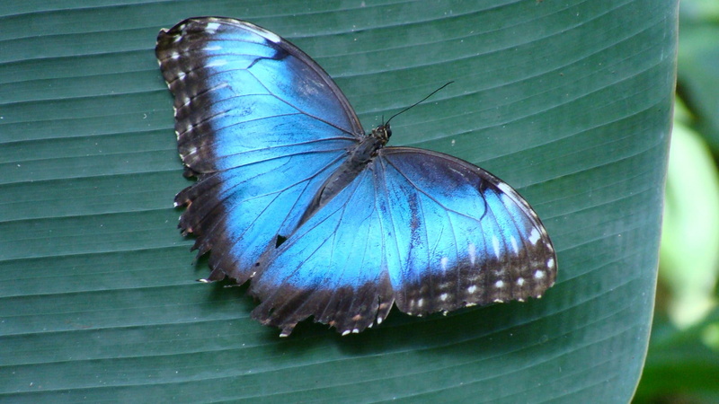 plant part, focus on foreground, no people, butterfly - insect, green color, Morpho, close-up, plant, butterfly, flower, animal themes, animal, 1080P