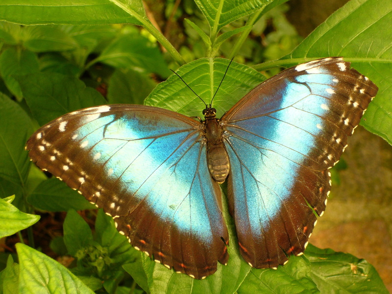 animal wing, morpho peleides, leaves, wing, animals in the wild, leaf, large butterfly, animal, animal markings, sky butterfly, day, insect, tropical house