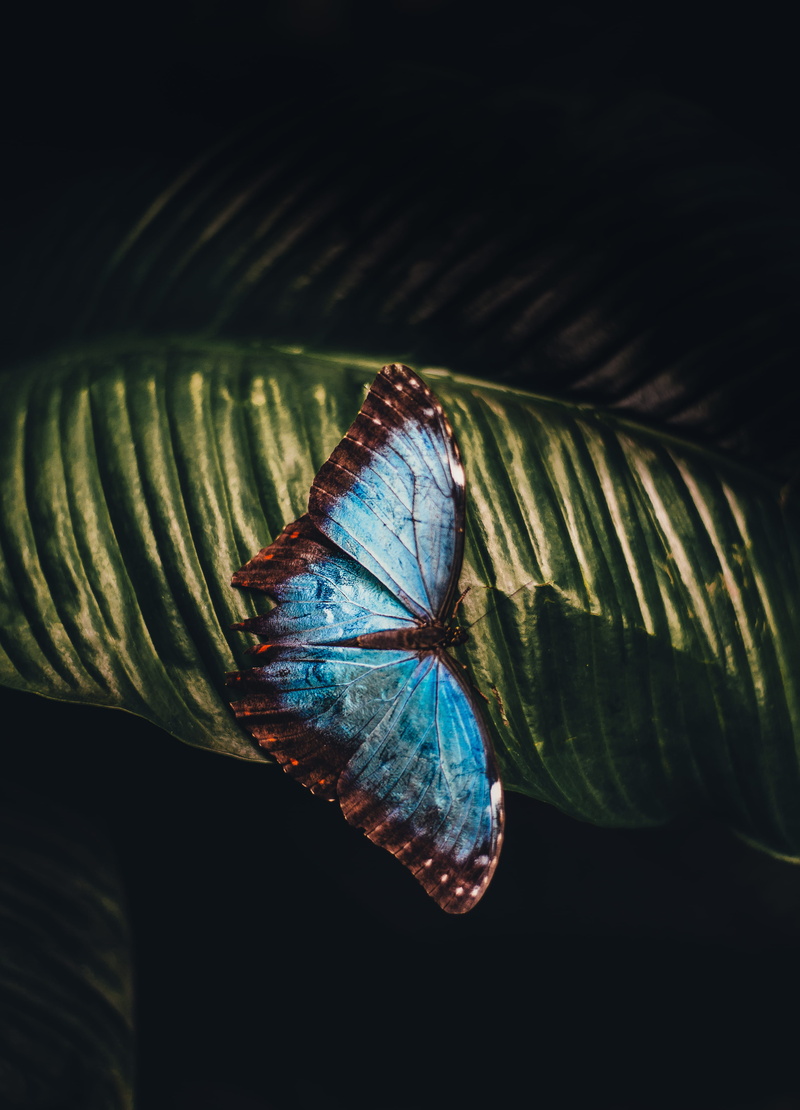 plant part, animal wildlife, people, no people, invertebrate, animal, one animal, close-up, backgrounds, Butterfly, animal wing, high angle view, only women