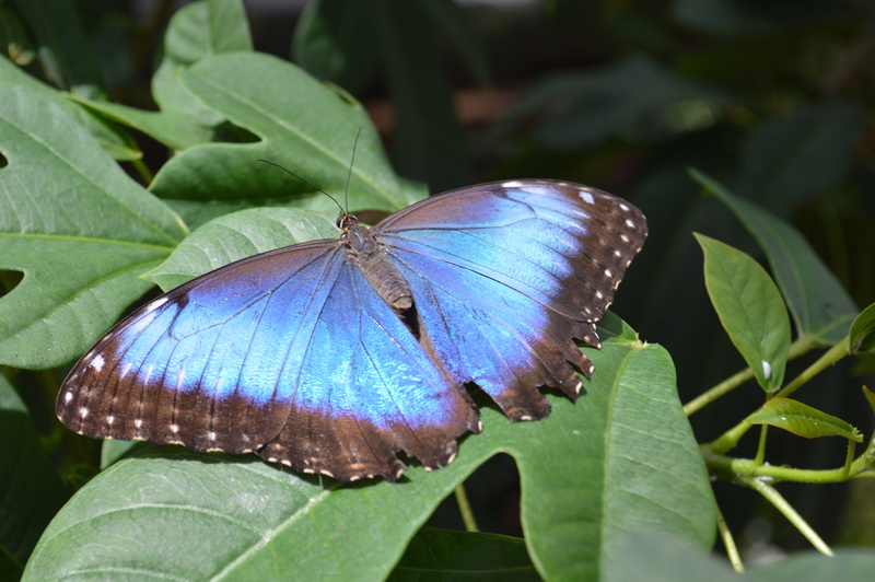 butterfly - insect, photography, nature, morpho, focus on foreground, plant part, morpho peleides, animal themes, forest, closeup, animal wing, fly, green