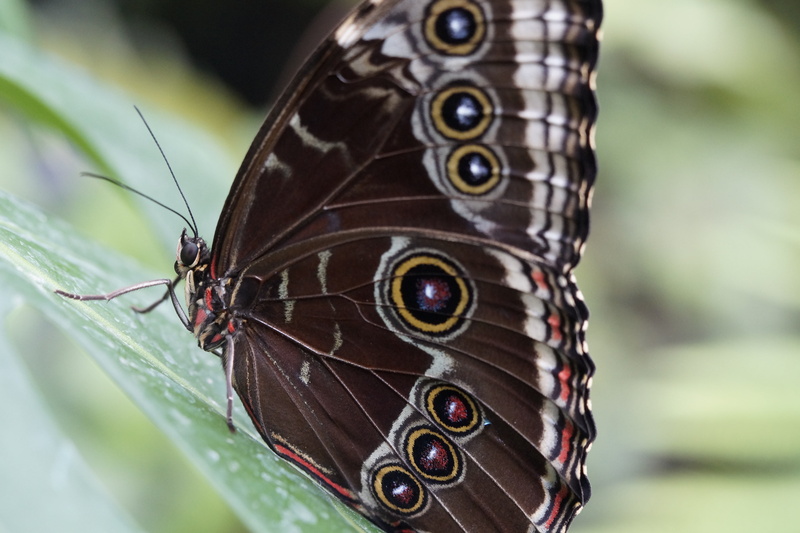 butterfly house, eyes, close-up, mainau, day, morpho peleides, tropical house, butterfly - Insect, animal markings, butterfly, selective focus, rainforest