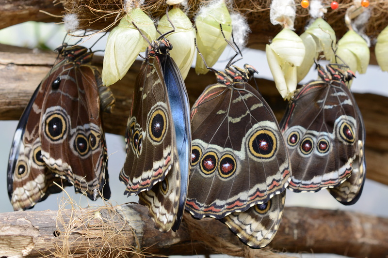 representation, sky butterfly, close up, animal representation, day, retail display, no people, animal world, blue morphofalter, creativity, eyespots, larvae