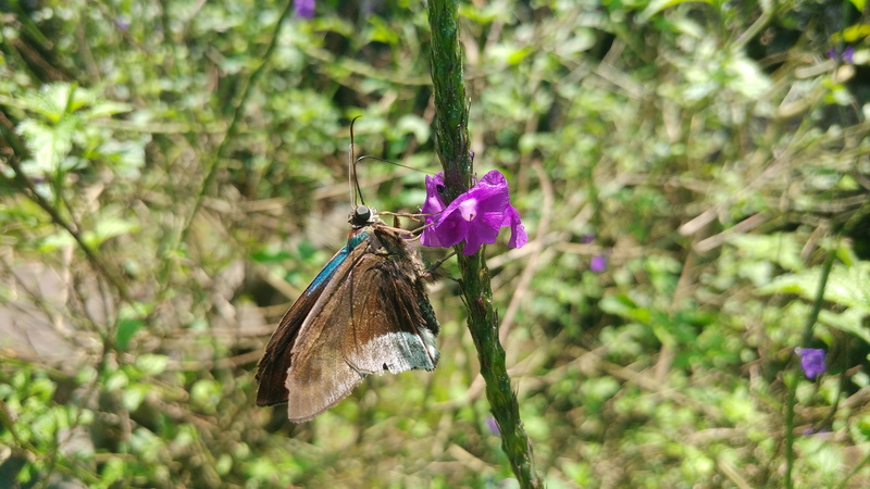 flowering plant, vulnerability, butterfly, nature, morpho, animals in the wild, plant, invertebrate, day, insects, animal themes, focus on foreground, wings