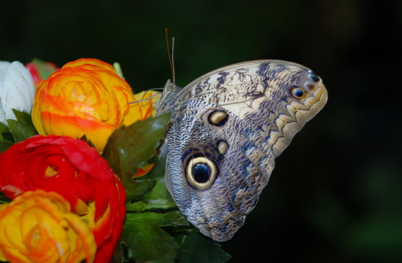 focus on foreground, animals in the wild, insect, butterfly, close-up, water, animal, no people, white, fish, elymnias hypermnestra, animal themes, red rose
