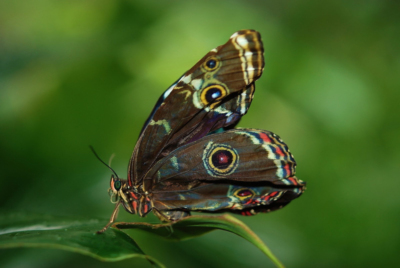 close-up, flying, leaf, animal themes, focus on foreground, 4K, plant part, outdoors, animal wildlife, morpho, day, butterfly - insect, invertebrate, brown
