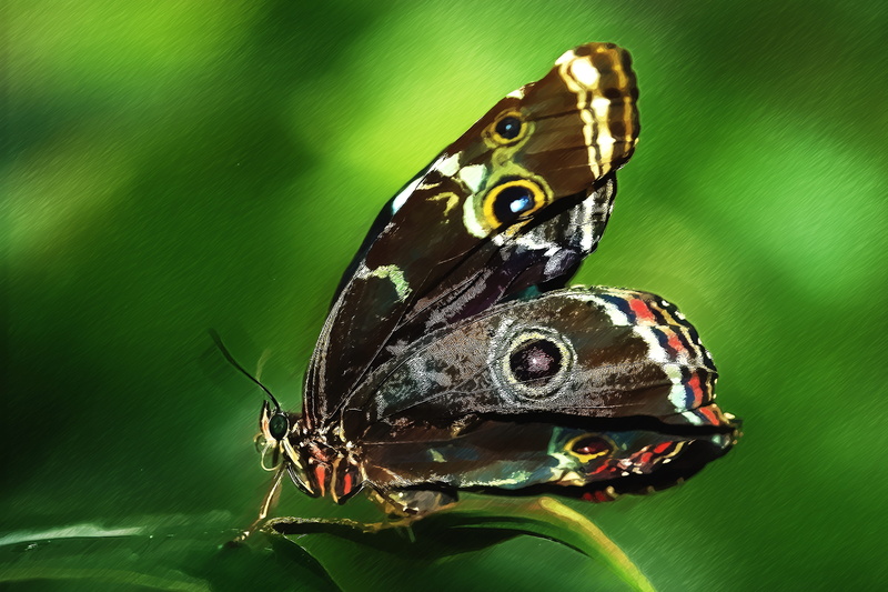 invertebrate, animal wildlife, leaf, perching, plant part, color, photo, draw, 4K, closeup, animal wing, natural pattern, focus on foreground, insect