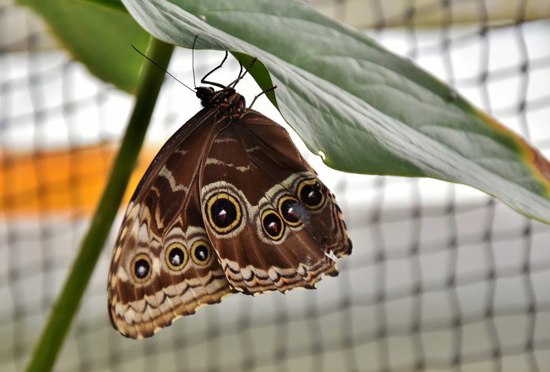 butterfly - insect, animals in the wild, perched, day, green, closeup, selective, animal body part, leaf, nature, tropical butterflies, one animal, no people