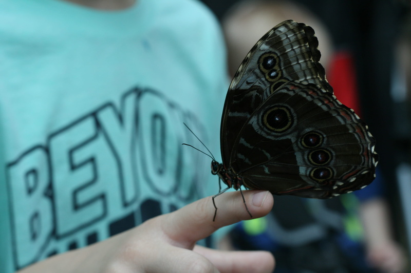 body part, 4K, real people, life, butterfly - insect, human hand, children and butterflies, invertebrate, insect, dream, rare, animals in the wild, holding