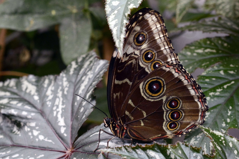 day, blue morphofalter, animals in the wild, nature, morpho peleides, animal themes, animal wildlife, eyespots, animal wing, flight insect, animal, sky butterfly