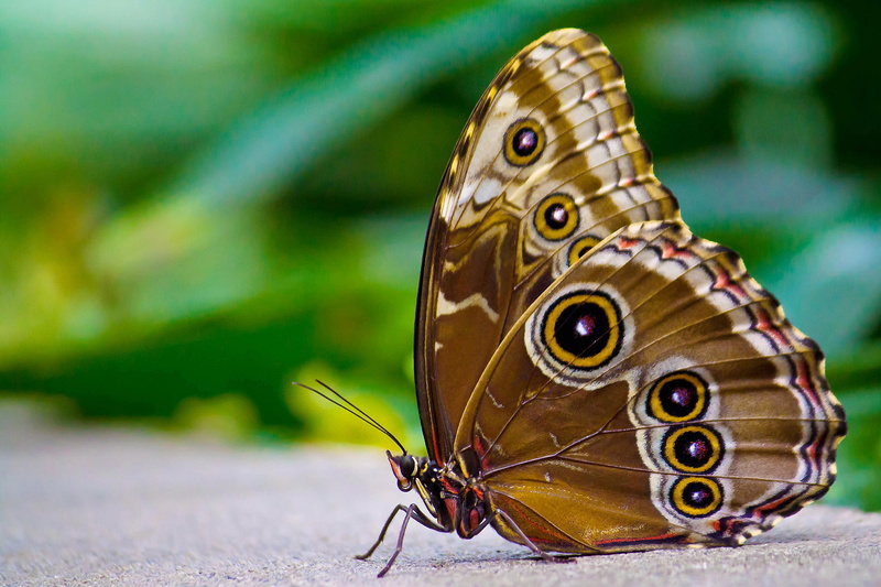 1080P, eyes, brown, butterfly, the underside, morpho, sitting