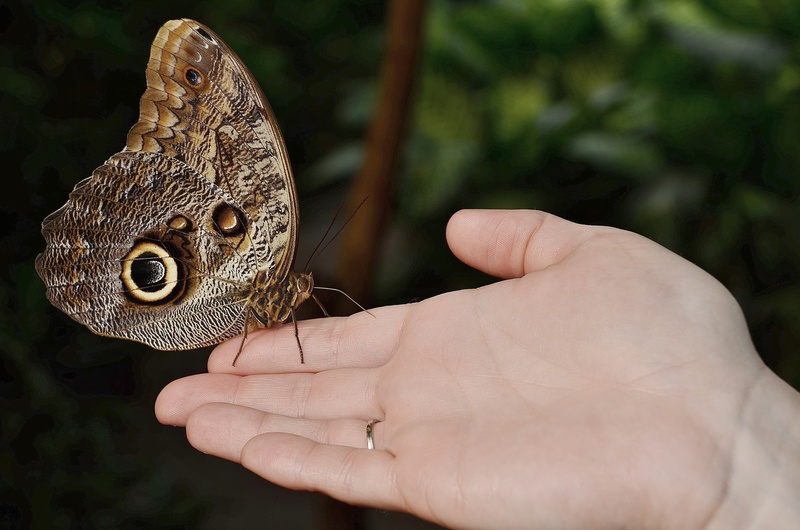 ramus, body part, animal, nature, calipo eruriloctuin, branch, palm, butterfly, s, one animal, real people, day, reptile, hand, limb, near, human finger