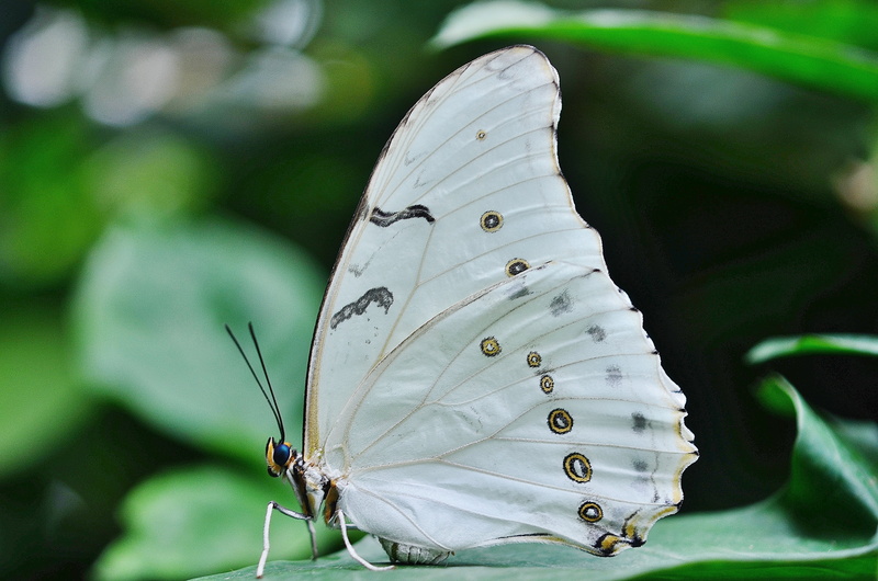 close-up, growth, no people, nature, bug, beauty in nature, brown, butterfly - insect, leaf, 4K, tropical, animal wing, plant, selective, focus, butterfly