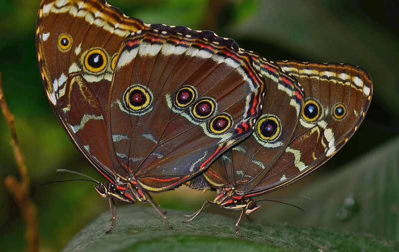 butterflies, outdoors, natural pattern, red, animal themes, no people, morpho, butterfly - insect, brown, insect, plant, 4K, leaves, white, close-up, animal wildlife