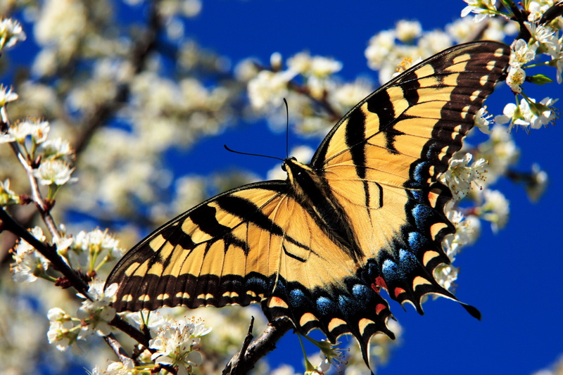 no people, invertebrate, pollination, flower, animal themes, beauty in nature, image of the tiger swallowtail butterfly, animal wing, animal, flower head