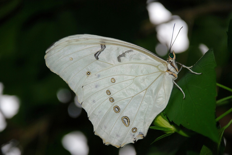 plant, animal, leaf, focus on foreground, flower, butterfly, vulnerability, close-up, insect, insects, butterflies, nature, outdoors, beauty in nature
