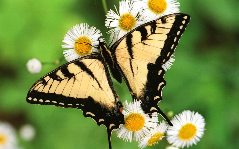 swallowtail, tiger, butterfly, 1080P