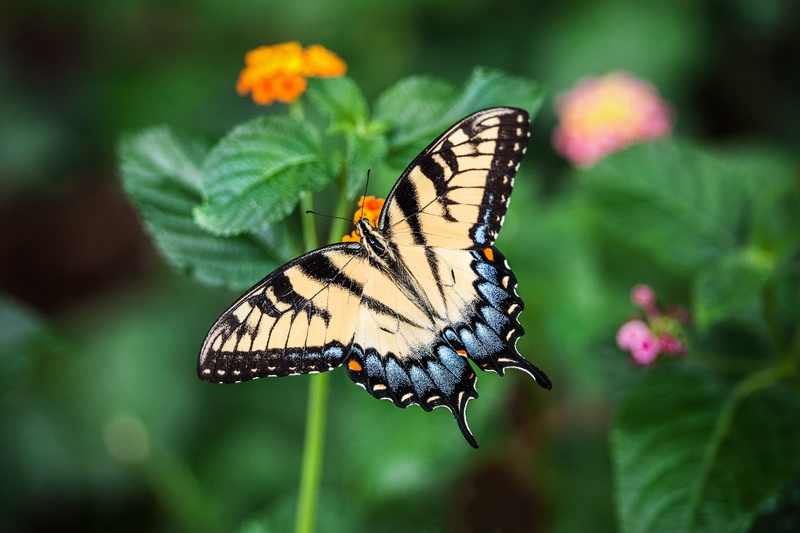 no people, flowering plant, plant part, photography, invertebrate, animal wildlife, plant, happy, fun, flower, animal themes, butterfly - Insect, swallowtail