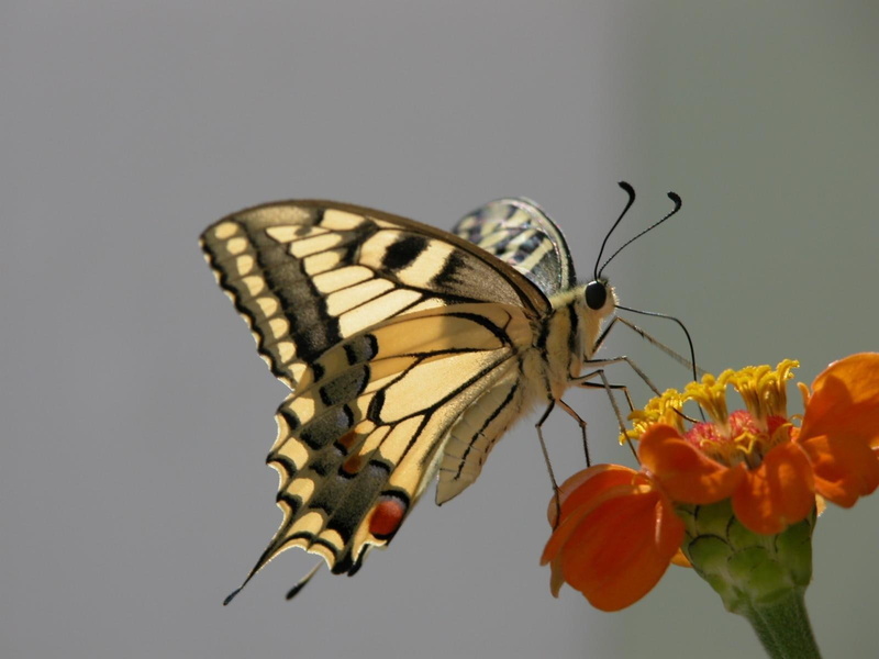 widescreen, tiger, butterflies, swallowtail, insects, butterfly, 720P
