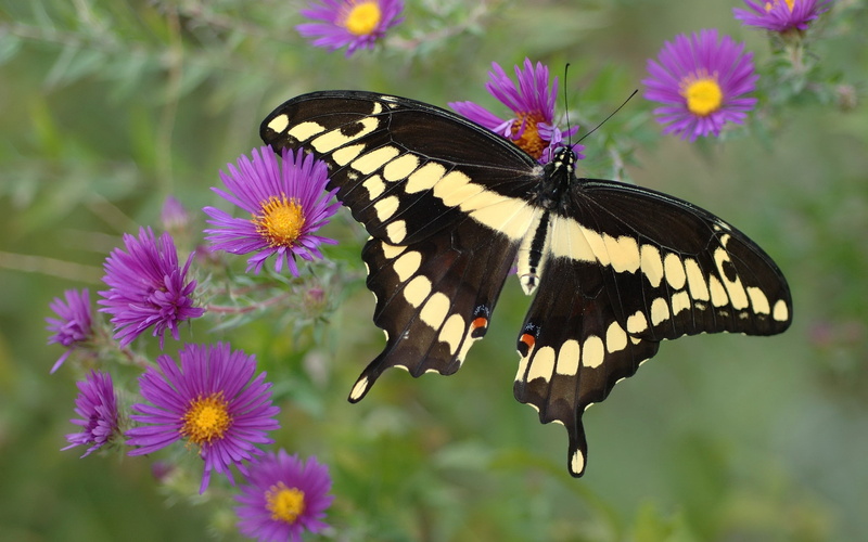 animal themes, growth, black, lepidoptera, pollination, insect, beauty In Nature, petal, nature, beauty, patterns, animal wildlife, invertebrate, wings