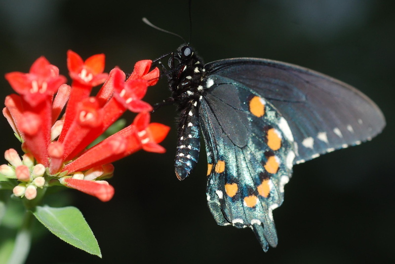 pipevine, swallowtail, 1080P, butterfly, animals, flower