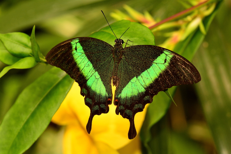 black, animals in the wild, one animal, flora, antenna, leaf, summer, day, peacock, insect, animal Wing, nature, animal wildlife, green color, outdoors
