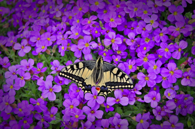vulnerability, spurge hawkmoth, invertebrate, nature, animal themes, swallowtail, eastern, flowering plant, flower head, butterfly - insect, butterfly