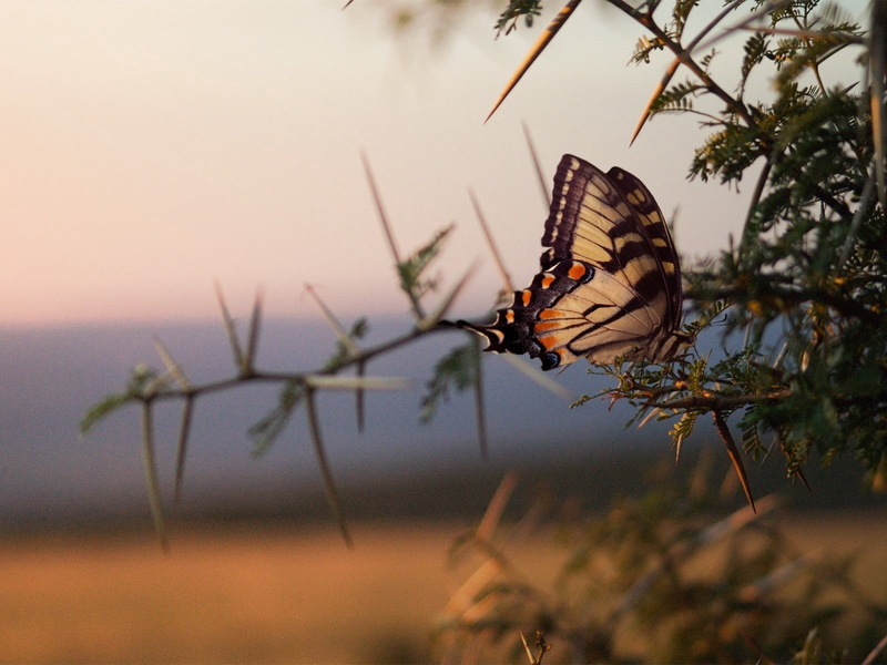 wings, one animal, nature, yellow, tiger, plant, wildlife, butterfly - Insect, focus on foreground, leaf, tree, backgrounds, swallowtail, sunset, selective focus