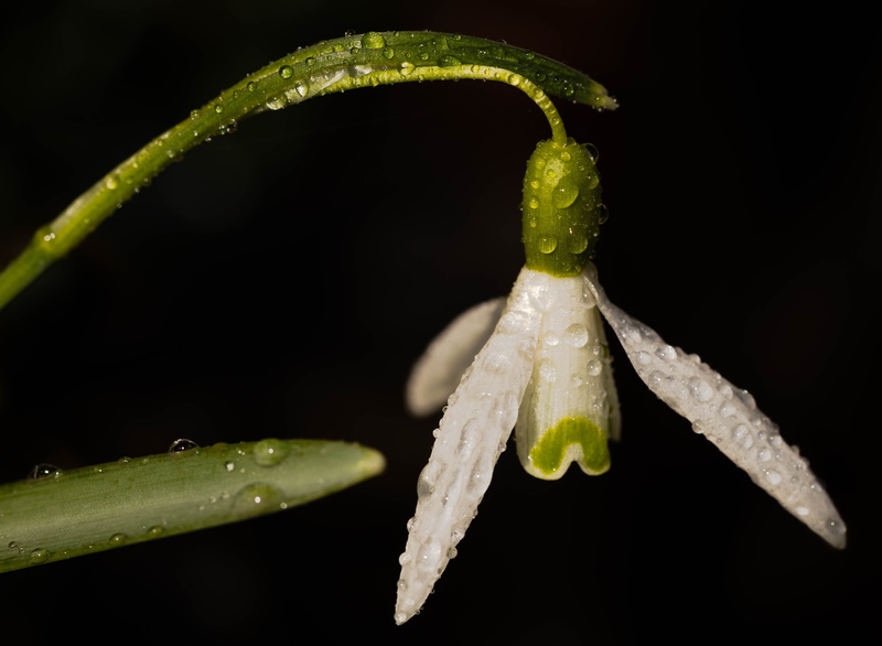 sector, spring, close-up, 4K, black background, plant, nature, snowdrop, drop, food, studio shot, flower, water, green color, vegetable, no people, wet