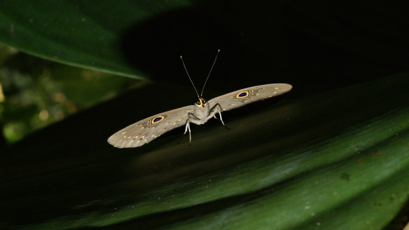 plant, day, animals in the wild, one animal, rainforest, insect, sector, animal themes, leaf, animal wildlife, insects, finlandia, outdoors, butterfly - insect