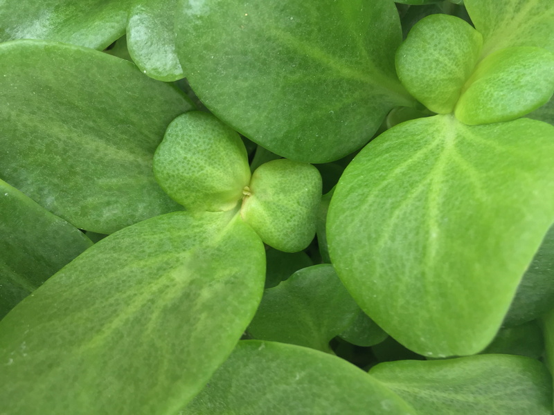 leaf, plant, healthy eating, cupertino, backgrounds, food and drink, plant part, group of objects, nature, green color, no people, fruit, close-up, wellbeing