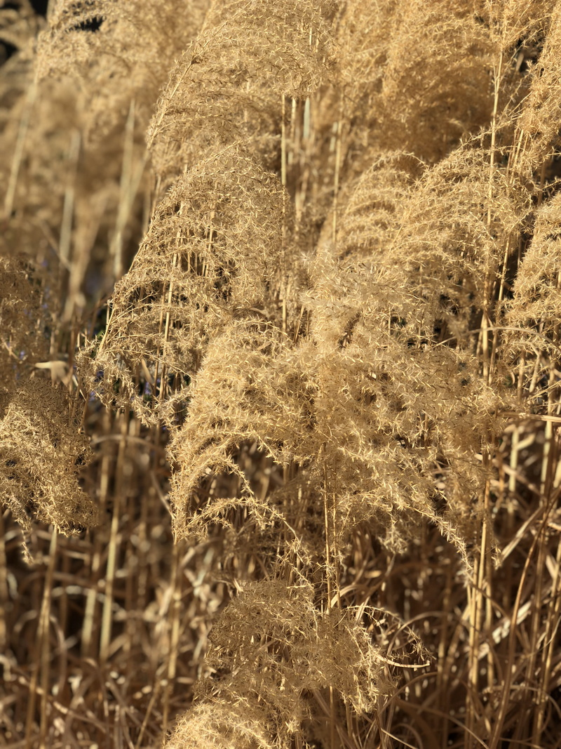 4K, forest, plant, grass, shadow, sun, field, wander, selective focus, non-urban scene, no people, wheat, beauty in nature, natural, close-up, united states