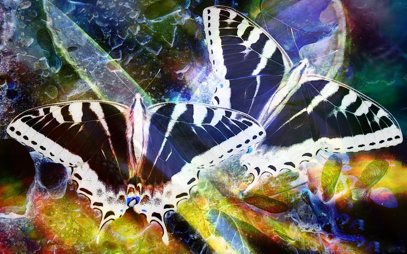 butterflies, 1080P, white, sugarflies, animal, swallowtail, illustration, two, animals, black